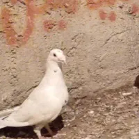 پلاکی جفتی کوهی و ابلغ|پرنده|شیراز, شهرک صنعتی شیراز|دیوار