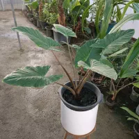 گل بابا آدم تنه قرمز سطل ۱۰ ارسال رایگان+ هدیه|گل و گیاه طبیعی|مشهد, خرم آباد|دیوار