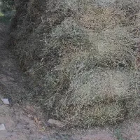 بیده قالبی|خدمات باغبانی و درختکاری|جیرفت, |دیوار