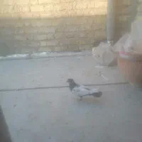 سینه سیاه نر|پرنده|شیراز, وزیرآباد|دیوار