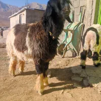 دوعدد بره نر اصلی میش نرمیش|حیوانات مزرعه|شهرکرد, |دیوار