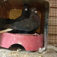 زاغ دم سفید زرد دم سفید یهودی|پرنده|مشهد, رده|دیوار