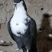 ریش ماده|پرنده|زابل, |دیوار