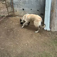 توله سگ سرابی|سگ|تالش, هشتپر|دیوار