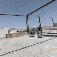 کبوتر جفتی شهری