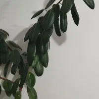 گل در راه رو یا هال|گل و گیاه طبیعی|سقز, |دیوار