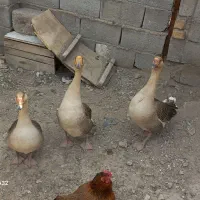 قو غاز