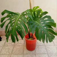 گلسرای ملک|گل و گیاه طبیعی|مشهد, شهید آوینی|دیوار