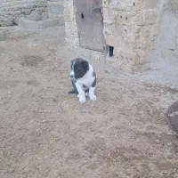 طوله سگ خراسانی اصیل|سگ|قوچان, |دیوار