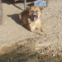 سگ روزگاری ۸ت