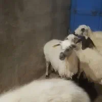 فروش میش و بره جوان