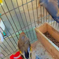 دو عدد سهره|پرنده|قرچک, زیبا شهر|دیوار