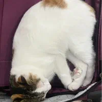 گم شدن گربه|گربه|رشت, منظریه|دیوار