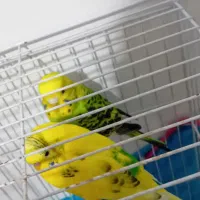 مرغ عشق با قفس