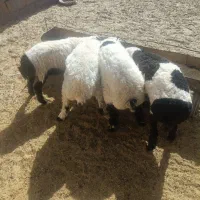 4عددبره نردرجه یک .