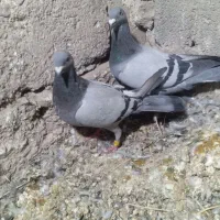 کبوتر مسافتی|پرنده|خاش, |دیوار