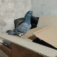 کبوتر پرشی|پرنده|خمینیشهر, |دیوار