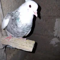 کبوتر|پرنده|فیروزآباد (فارس), |دیوار