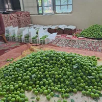 باغچه 300 متری چهار دیوار بابنا شهریار کردزار|فروش زمین و ملک کلنگی|شهریار, ابراهیم‌آباد|دیوار