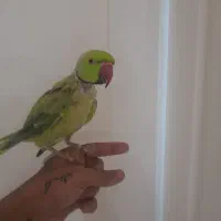 طوطی ملنگو رام دستی  سهره