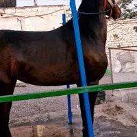 اسب عرب یک سر