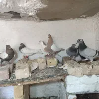 درهم|پرنده|خواف, |دیوار