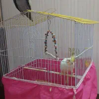 یک جفت طوطی عروس هلندی بالغ