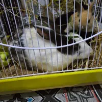 فروش خرگوش مادر با ۳ بچه