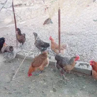 فروش ۱۰ عدد مرغ محلی به قیمت ۶۵۰۰۰۰|حیوانات مزرعه|سرفاریاب, |دیوار