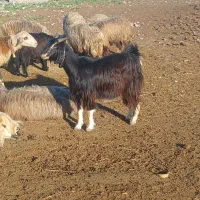 دو راس بز چپر|حیوانات مزرعه|دزفول, |دیوار