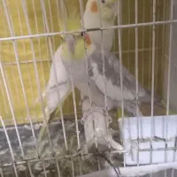 عروس هلندی|پرنده|مشهد, شهید قربانی|دیوار