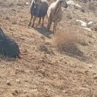 ۱۹راس شیشک میش داستی|حیوانات مزرعه|ارژن, |دیوار