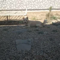 سگ پاکوتاه مهربون|سگ|یزد, |دیوار