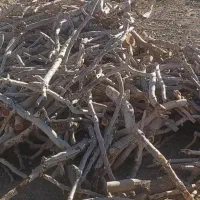 خریدار چوب پسته