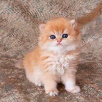 زیباترین و اصیل ترین گربه ها و باشجره