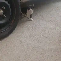 واگذاری بچه گربه دستی روپا میزنه