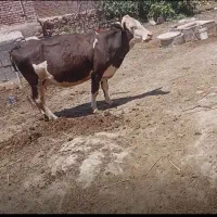 گاو سیمنتال آبستن شکم دوم