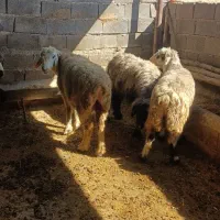 4 راس میش نژاد خوب آبستن|حیوانات مزرعه|دهدشت, |دیوار