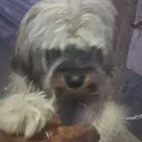 واگذاری سگ 6ماه شناسنامه دار جایی نگهداری ندارم