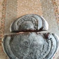 قارچ گا نو در ما جنگلی