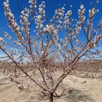 کودشیمیایی