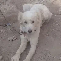 سگ گله ای دهن پاک|سگ|قم, شهرک طالقانی|دیوار
