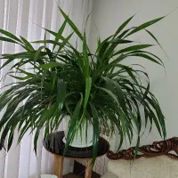 گیاه اپارتمانی پاندونس طبیعی