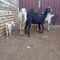 سه راس بزغاله دار|حیوانات مزرعه|گنبد کاووس, |دیوار