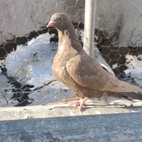 کبوتر هوایی تیر