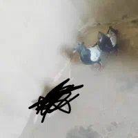 کبوتر سینه ای|پرنده|زابل, |دیوار