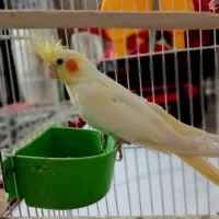 عروس هلند|پرنده|کردکوی, |دیوار