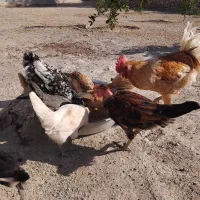 فروش کله جوجه وکله خروس|پرنده|نورآباد ممسنی, |دیوار