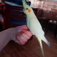 عروس هلندی تازه دونه خور لوتینو و عروسک فول رام|پرنده|شیراز, شهرک امام حسن|دیوار