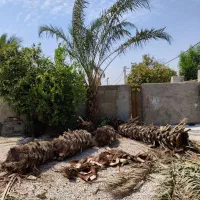 قطع برش نخل و درخت و دیمیت|خدمات باغبانی و درختکاری|بندر گناوه, |دیوار